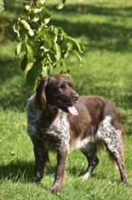 Portrait of a male dog of the Small Munsterlander breed against a green background,