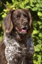 Portrait of a male dog of the Small Munsterlander breed against a green background,