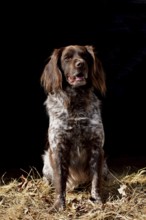 Portrait of a male dog of the Small Munsterlander breed against a black background,