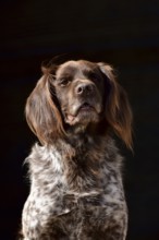 Portrait of a male dog of the Small Munsterlander breed against a black background,