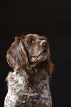 Portrait of a male dog of the Small Munsterlander breed against a black background,
