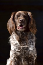 Portrait of a male dog of the Small Munsterlander breed against a black background,