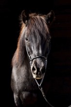 Portrait of an old black Icelandic gelding with show halter in front of a dark background,