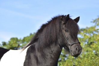 Portrait of a black piebald Icelandic gelding with show halter in front of a green background,