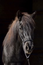 Portrait of an old black Icelandic gelding with show halter in front of a dark background,