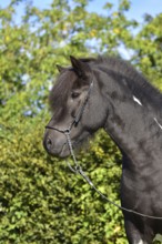 Portrait of a black piebald Icelandic gelding with show halter in front of a green background,