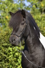 Portrait of a black piebald Icelandic gelding with show halter in front of a green background,