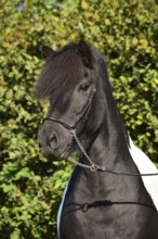 Portrait of a black piebald Icelandic gelding with show halter in front of a green background,