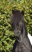 Portrait of a black piebald Icelandic gelding with show halter in front of a green background,