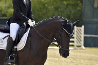 Close-up of a horse's head and neck with braided mane during a dressage competition at a horse