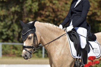 Close-up of horse and rider with the typical floral decoration at a dressage competition at a horse