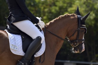 Close-up of horse's head and neck in profile with braided mane during a dressage competition at a