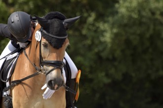 Close-up of a dressage competition at a horse show with typical equipment of rider and horse and a
