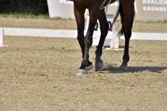 Close-up of a dressage test at a horse show with focus on legs and hooves as well as the ground in
