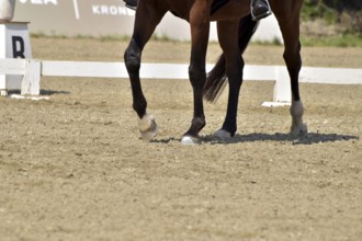 Close-up of a dressage test at a horse show with focus on legs and hooves as well as the ground in