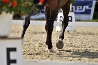 Close-up of a dressage test at a horse show with focus on legs and hooves as well as the ground in