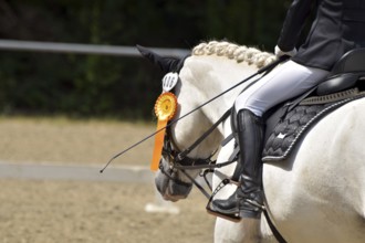 Close-up of a dressage competition at a horse show with typical equipment of rider and horse and a