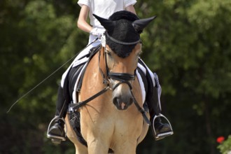 Close-ups of a dressage test with typical equipment of rider and pony, Rhineland-Palatinate,