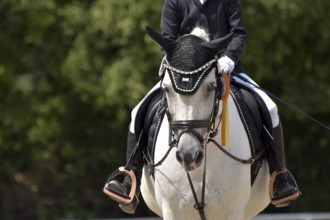 Close-up of a dressage competition at a horse show with typical equipment of rider and horse and a
