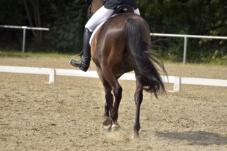 Close-up of a dressage test at a horse show with focus on legs and hooves as well as the ground in