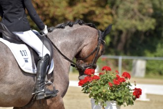 Close-up of horse and rider with the typical floral decoration at a dressage competition at a horse
