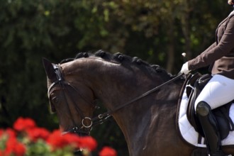 Close-up of horse and rider with the typical floral decoration at a dressage competition at a horse