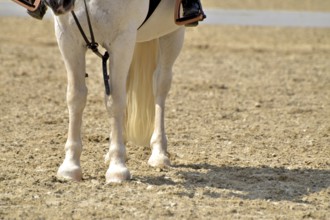 Close-up of a dressage test at a horse show with focus on legs and hooves as well as the ground in