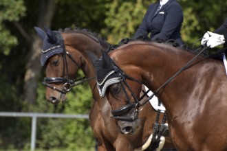 Close-up of a dressage competition at a horse show with bridle, ear protection and plaited mane,