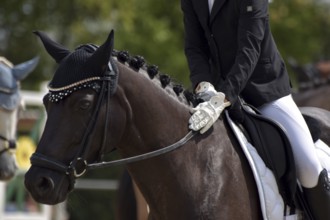 Close-up of a dressage test at a horse show, praising the horse, horse with braided mane,