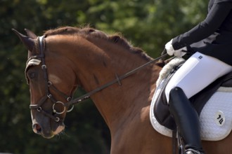 Close-up of horse's head and neck in profile with braided mane during a dressage competition at a