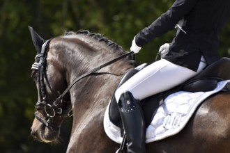Close-up of a dressage competition at a horse show with typical equipment of rider and horse,