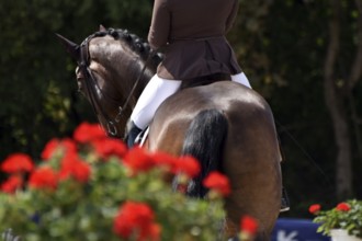Close-up of horse and rider with the typical floral decoration at a dressage competition at a horse