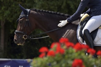 Close-up of horse and praising rider with the typical flower decoration at a dressage competition