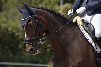 Close-up of a horse's head and neck with braided mane during a dressage competition at a horse