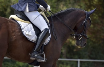 Close-up of a horse's head and neck with braided mane during a dressage competition at a horse