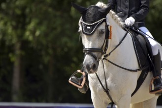 Close-up of a dressage competition at a horse show with typical equipment of rider and horse and a