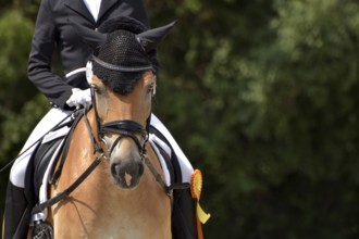 Close-up of a dressage competition at a horse show with typical equipment of rider and horse and a
