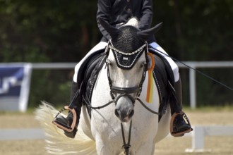 Close-up of a dressage competition at a horse show with typical equipment of rider and horse and a