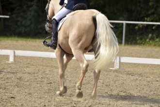 Close-up of a dressage test at a horse show with focus on legs and hooves as well as the ground in