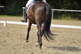 Close-up of a dressage test at a horse show with focus on legs and hooves as well as the ground in