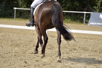 Close-up of a dressage test at a horse show with focus on legs and hooves as well as the ground in