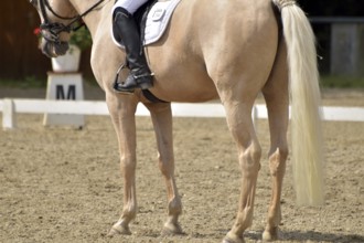 Close-up of a dressage test at a horse show with focus on legs and hooves as well as the ground in