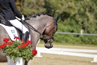 Close-up of horse and rider with the typical floral decoration at a dressage competition at a horse