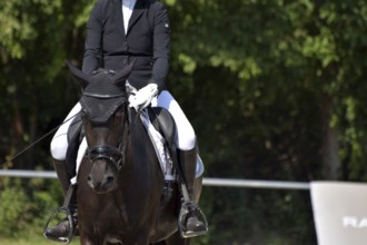 Close-up of a dressage competition at a horse show with typical equipment of rider and horse,