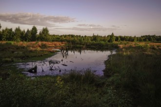 Calm pond in the morning reflects the surrounding plant kingdom and the sky, Erlebnispfad