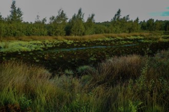 A moorland landscape with dense vegetation and a mysterious atmosphere under a cloudy sky,