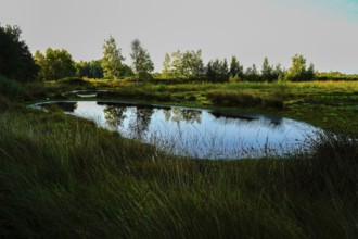 A still body of water with clear reflections of the trees and grasses on the bank at dawn,
