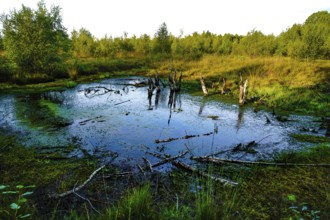 An algae-covered swampy pond with tree stumps and surrounded by green forest, appears quiet and