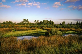 Wide meadow landscape under a blue sky with scattered clouds and surrounding vegetation, Diepholzer