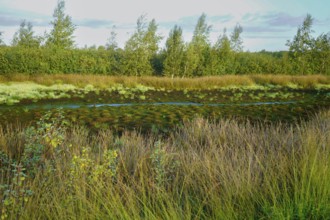 Wilderness with marshy ground, tufts of grass and trees in a peaceful setting, Diepholzer Moor